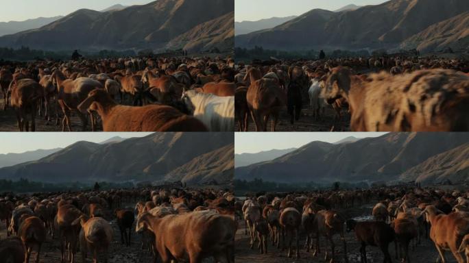 阿富汗巴达赫尚的山羊群