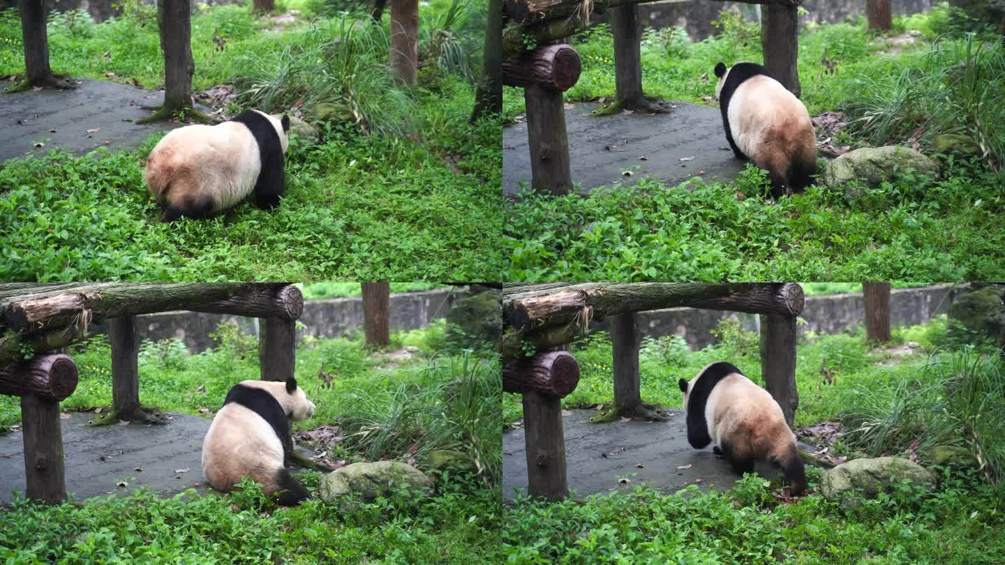 大熊猫走来走去熊猫运动