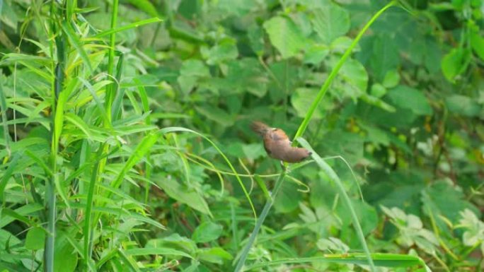 鳞胸文鸟栖息在草地上