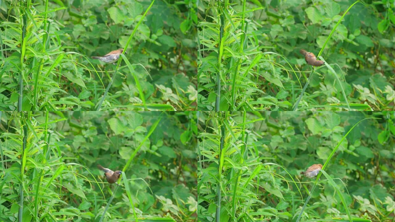 鳞胸文鸟栖息在草地上