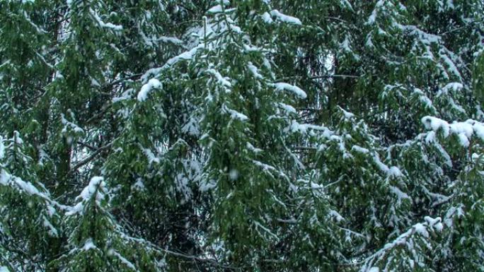 雪花慢慢落下，覆盖着风景