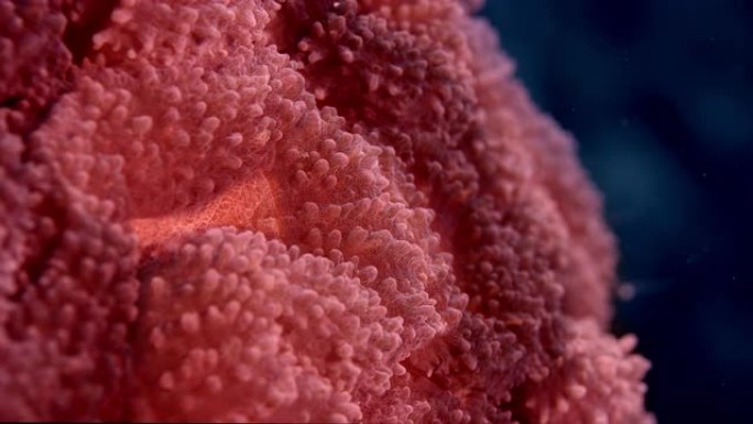 脑珊瑚，造礁珊瑚虫 (Favia sp。)