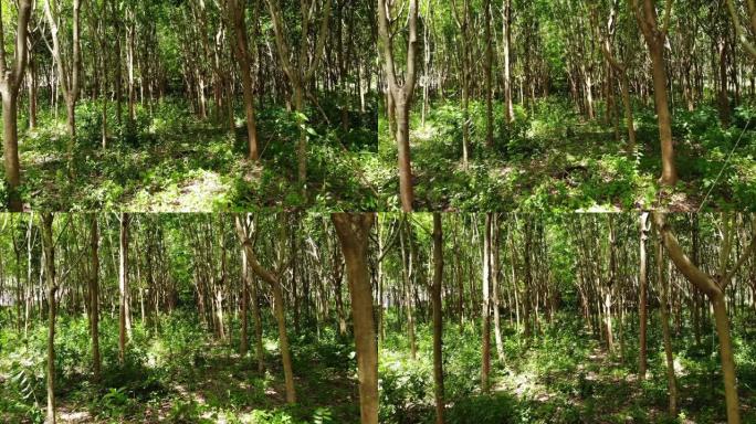 从橡胶树中提取天然乳胶的人工林。无人机视图
