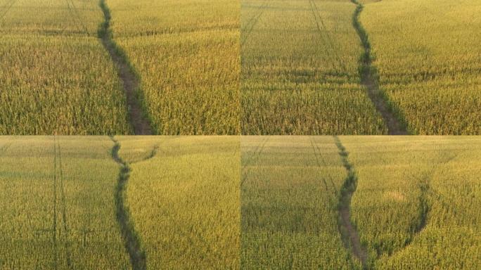 作物和农业概念，无人机飞越新鲜玉米田。