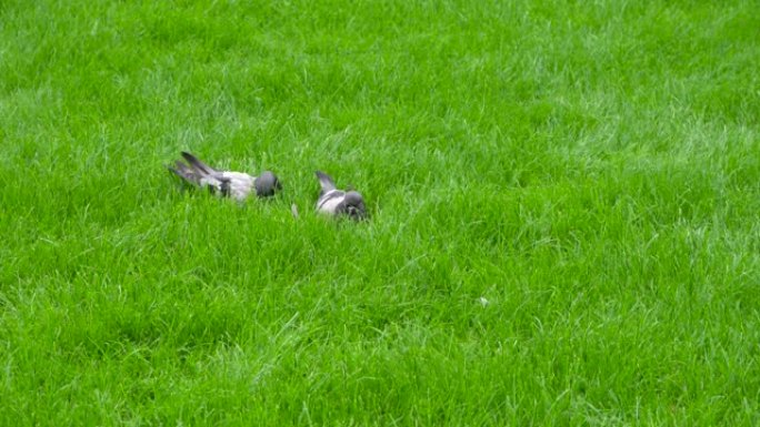 绿草草地上的鸽子夫妇