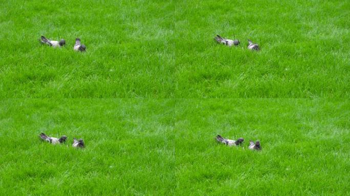 绿草草地上的鸽子夫妇
