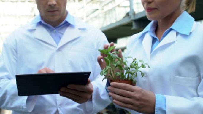 农业专家分析平板电脑上生长的植物分型信息