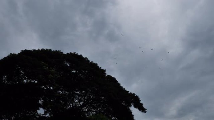 飞上天空的鸟群