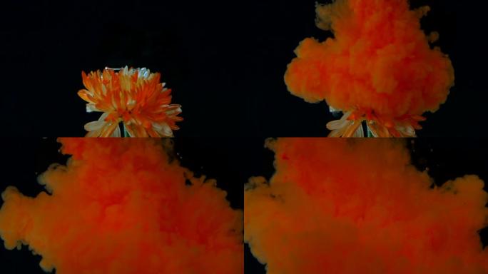 橙色墨滴在水中开花