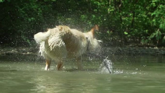 拉布拉多在夏天炎热的天气里在河里洗澡。狗很有趣，在大自然中欢欣鼓舞