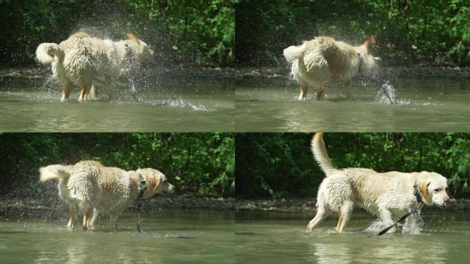 拉布拉多在夏天炎热的天气里在河里洗澡。狗很有趣，在大自然中欢欣鼓舞