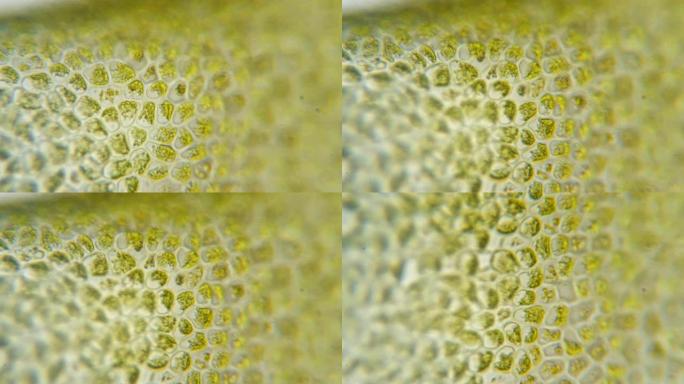 显微镜下的绿色植物细胞。植物细胞中的叶绿体。显微镜下的叶绿体。叶表面的细胞结构图，在显微镜下显示植物