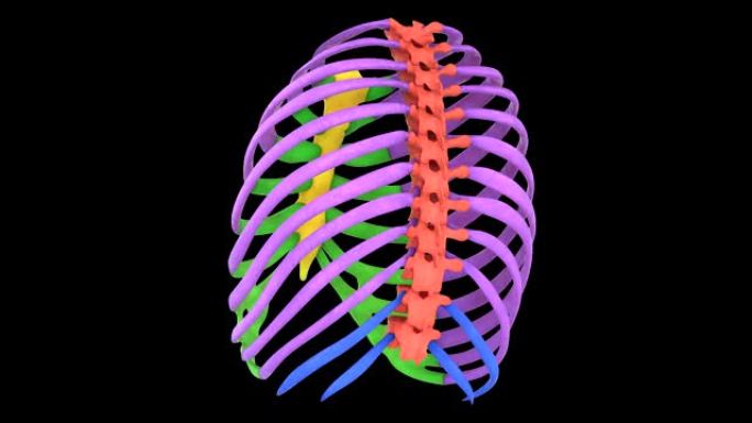 人体骨骼系统胸廓骨骼解剖
