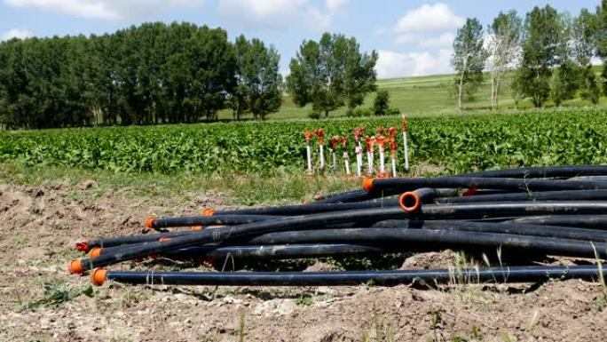 甜菜养殖，甜菜灌溉，灌溉设备，灌溉管道和洒水器，