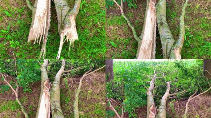 一场暴风雨过后，一只老桦树掉进了玉米田里。树的不同角度。