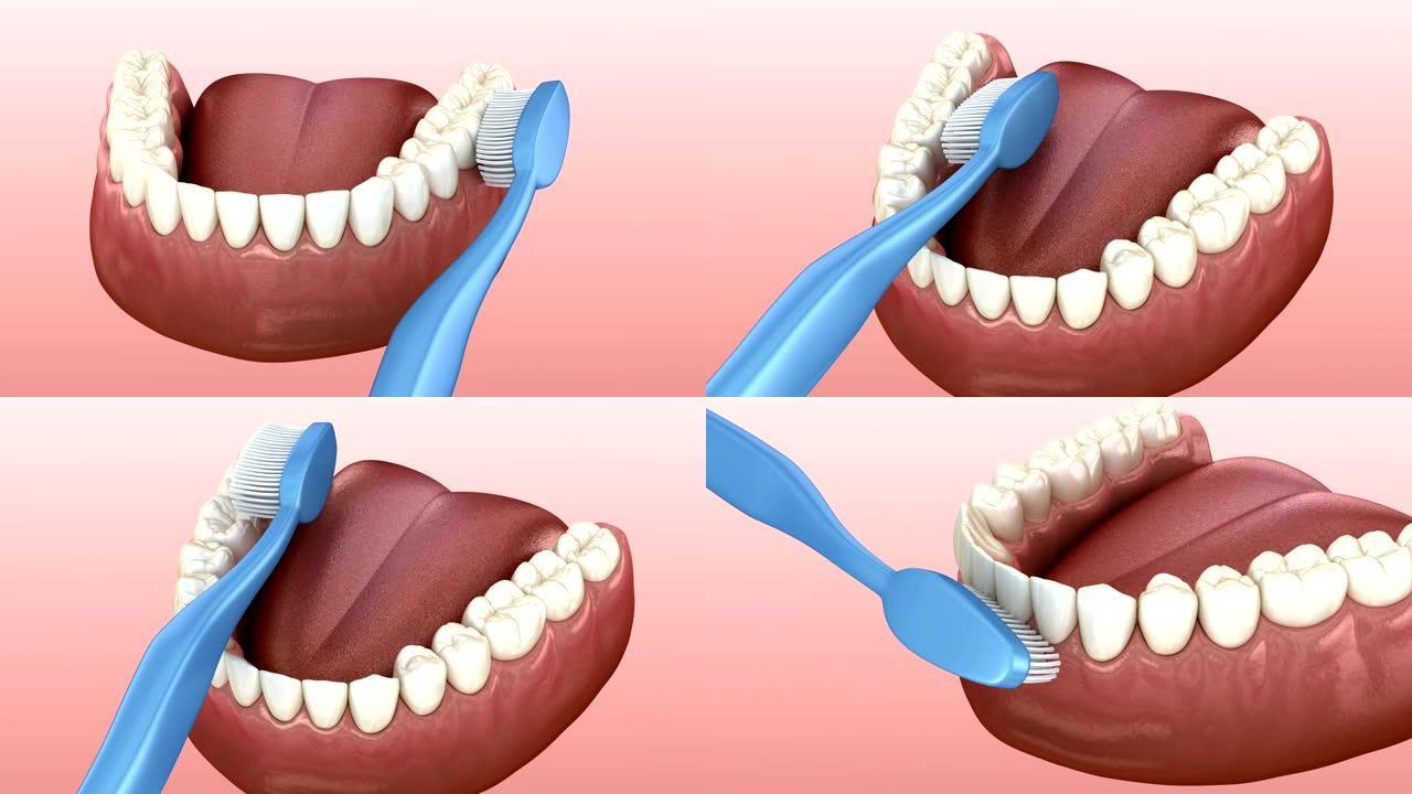 刷牙、清洁过程。医学上精确的口腔卫生3D动画。