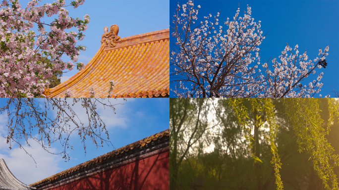 北京故宫的春天