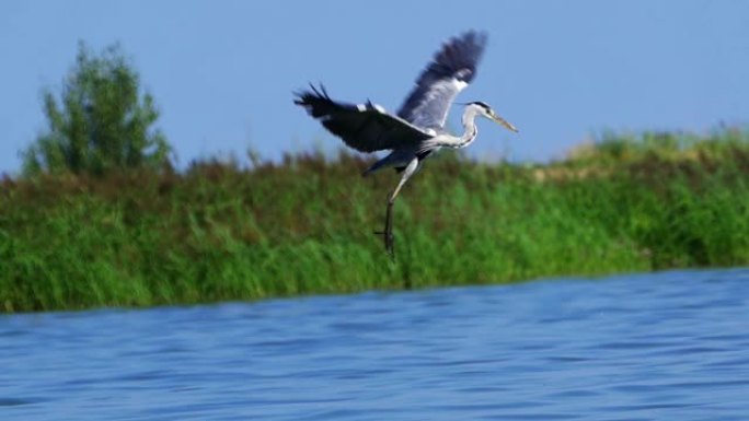 一只鸟 -- 一只灰鹭 (灰鹭) 在湖上飞翔。一只苍鹭正在猎鱼。