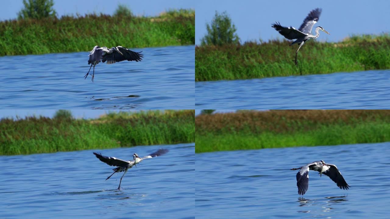 一只鸟 -- 一只灰鹭 (灰鹭) 在湖上飞翔。一只苍鹭正在猎鱼。