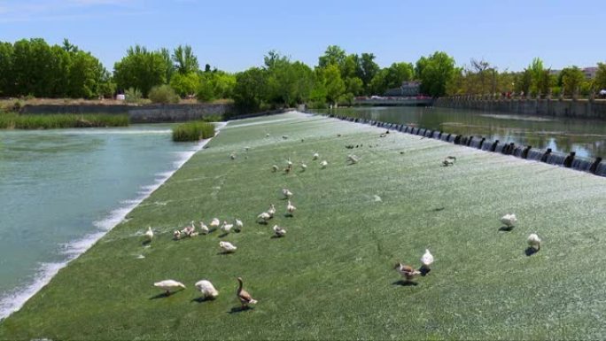 塔霍河 (river Tajo) 穿过阿兰胡埃斯 (Aranjuez) 镇时的两张照片，而一些鸽子和