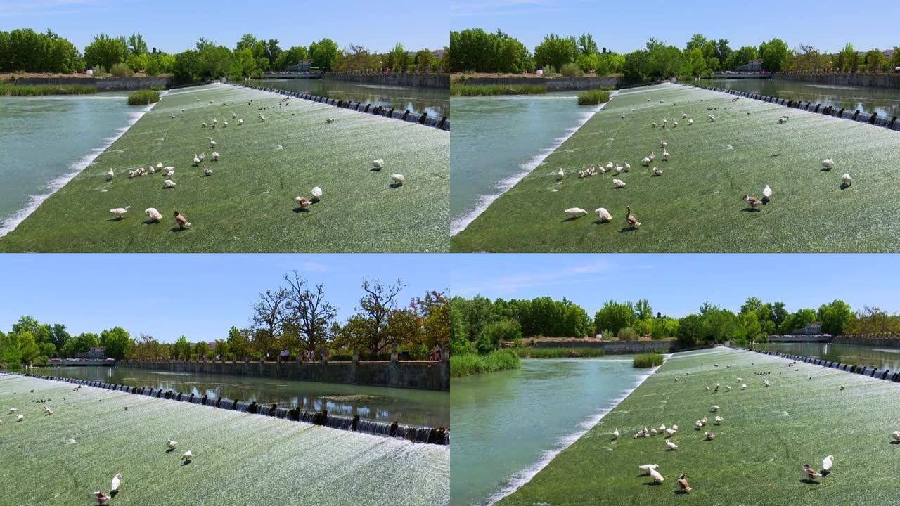 塔霍河 (river Tajo) 穿过阿兰胡埃斯 (Aranjuez) 镇时的两张照片，而一些鸽子和