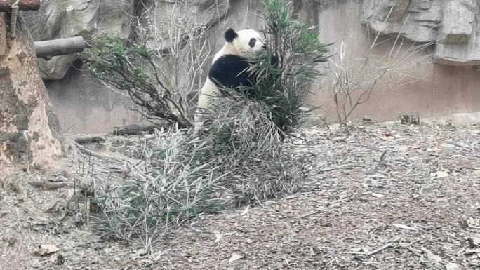 国宝熊猫嬉戏
