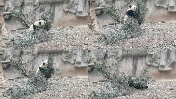 国宝熊猫嬉戏
