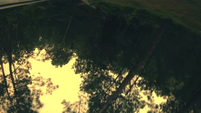 穿过山上松树的道路上的旋转视图。