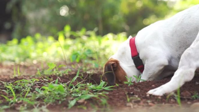 快乐快乐和顽皮的杰克罗素狗在户外公园和户外公园放松和休息暑假
