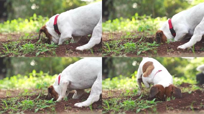 快乐快乐和顽皮的杰克罗素狗在户外公园和户外公园放松和休息暑假
