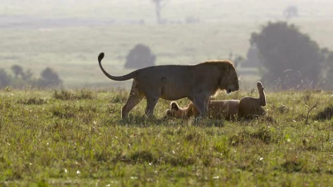 草地上的狮子和母狮