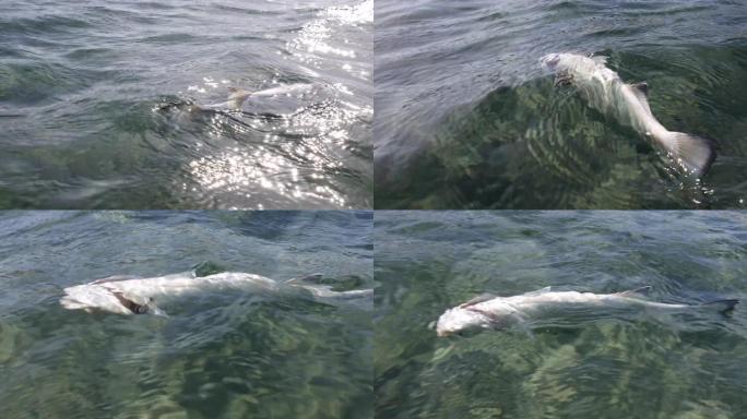 漂浮在海洋水中的死海鲈鱼