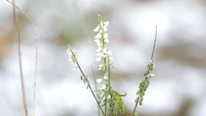 小麦草