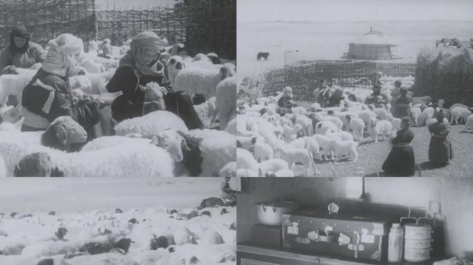 60年代 锡林郭勒盟 畜牧业 羔羊
