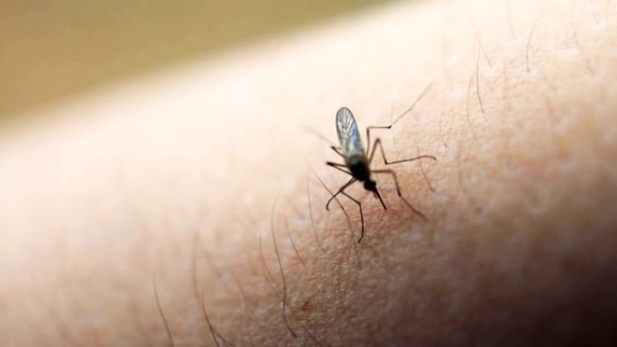 埃及伊蚊。关闭吸食人类血液的蚊子