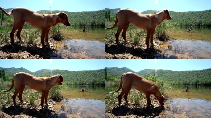 猎狗鼻子跟随湖中的痕迹并喝水，追踪镜头
