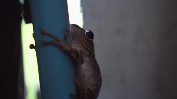 可爱的青蛙只是在木屋里抱着一根杆子。特写。上镜。慢动作。
