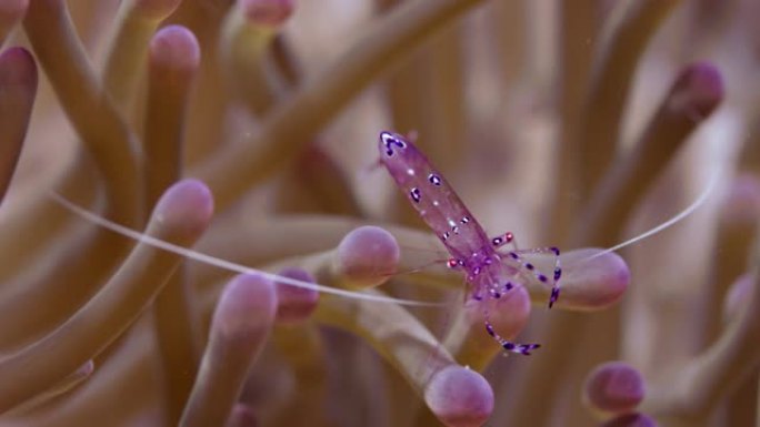 共生海葵虾导航它的寄主海葵