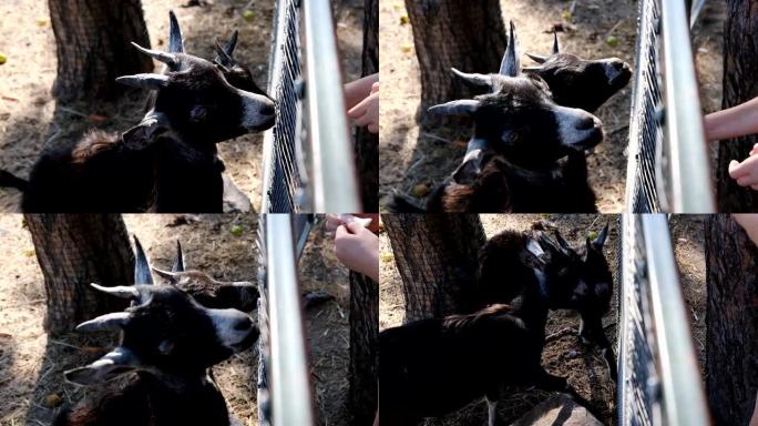 两只山羊的特写镜头从人手中吃卷心菜。山羊为了食物互相打角.动物园里的山羊。在家饲养奶山羊