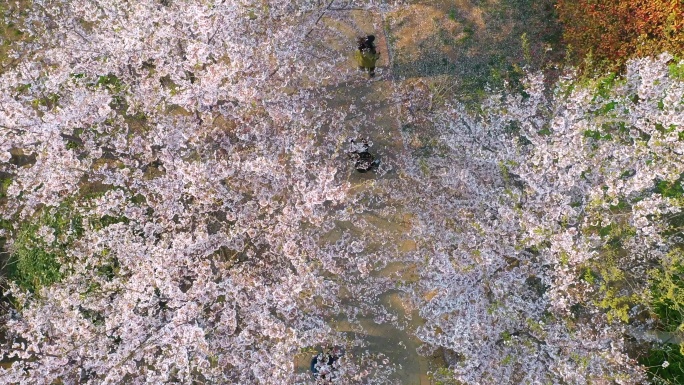 航拍樱花小路