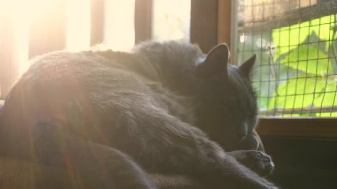 大灰猫在夕阳下睡在阳台上。