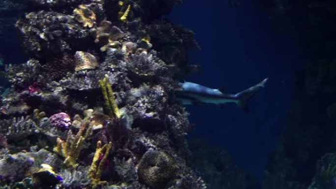 鲨鱼在水下潜水的珊瑚礁后面游泳