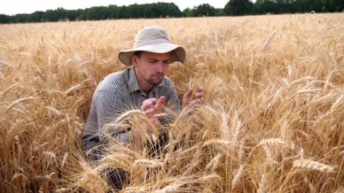 年轻的农艺师坐在谷物草地上，探索农作物的麦穗。男性农民在粮田检查成熟的大麦茎。农业商业概念。多莉拍摄