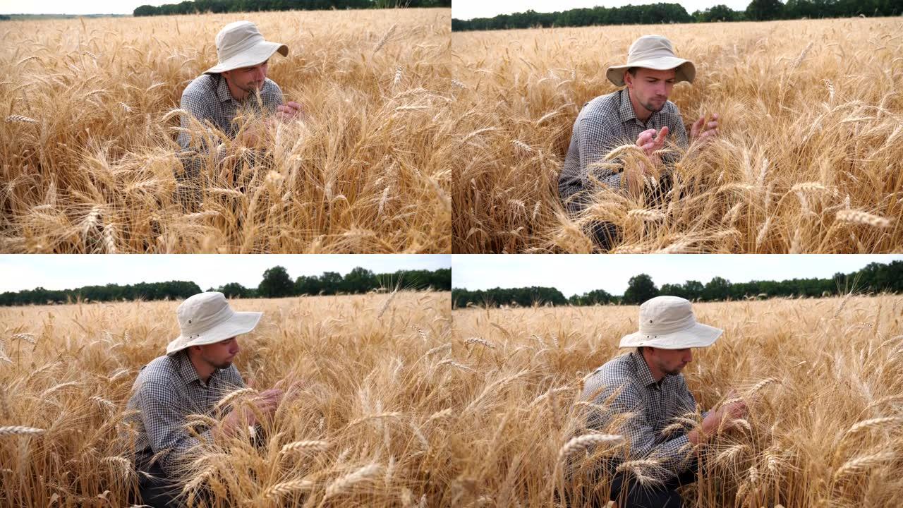 年轻的农艺师坐在谷物草地上，探索农作物的麦穗。男性农民在粮田检查成熟的大麦茎。农业商业概念。多莉拍摄