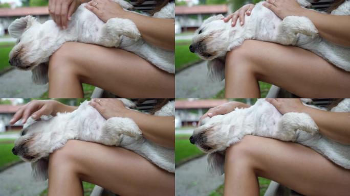 年轻女子抚摸她的狗并在公园放松
