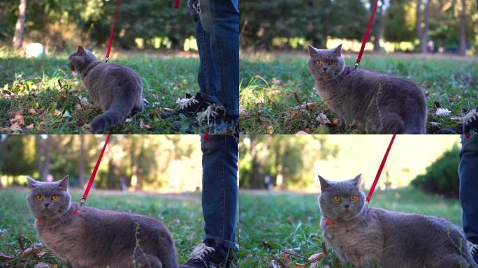 女孩与苏格兰直猫品种在秋季公园的皮带上行走