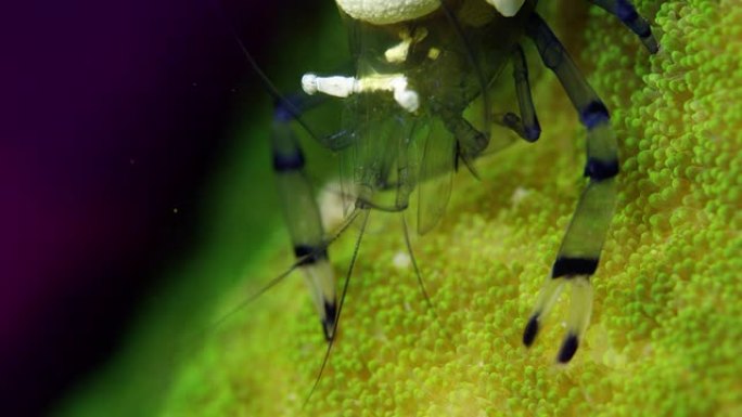 印度尼西亚拉贾安帕特，太平洋小丑海葵虾坐在绿色海葵中