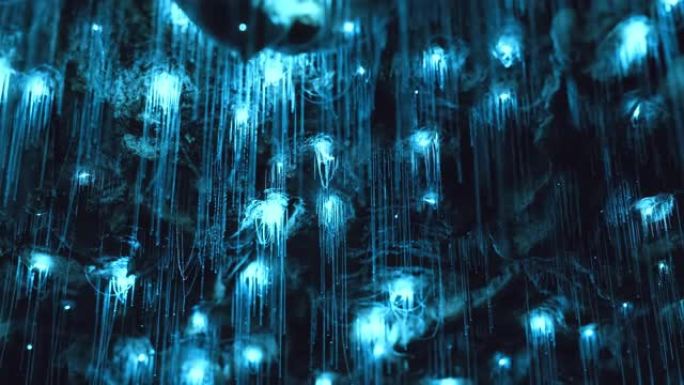 新西兰原始私人洞穴中生物发光萤光虫的惊人延时。