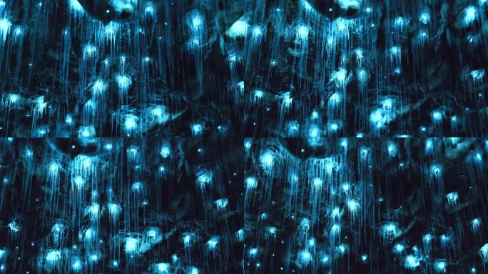 新西兰原始私人洞穴中生物发光萤光虫的惊人延时。