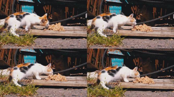 无家可归的野生三色小猫在垃圾填埋场的街上吃肉。喂养流浪动物